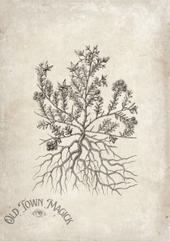 Mystic Herb Sketch Wall Art Print – Esoteric Botanical Illustration Art
