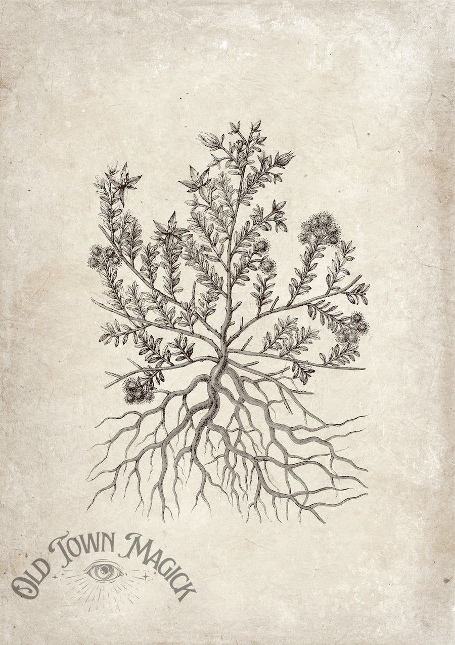 Mystic Herb Sketch Wall Art Print – Esoteric Botanical Illustration Art