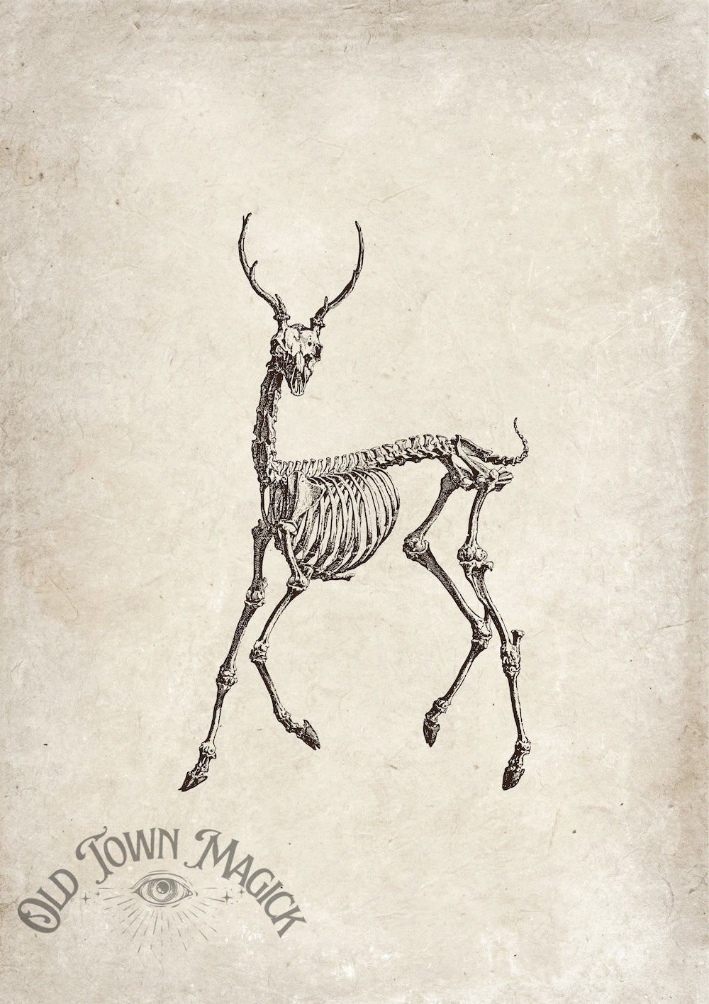 Anatomical Deer Skeleton Wall Art Print – Gothic Natural History Anatomy Art