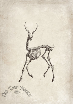 Anatomical Deer Skeleton Wall Art Print – Gothic Natural History Anatomy Art
