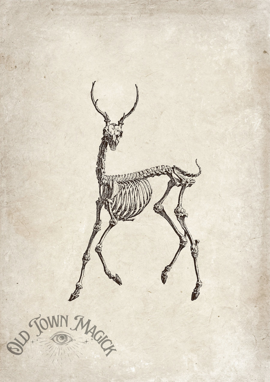Anatomical Deer Skeleton Wall Art Print – Gothic Natural History Anatomy Art