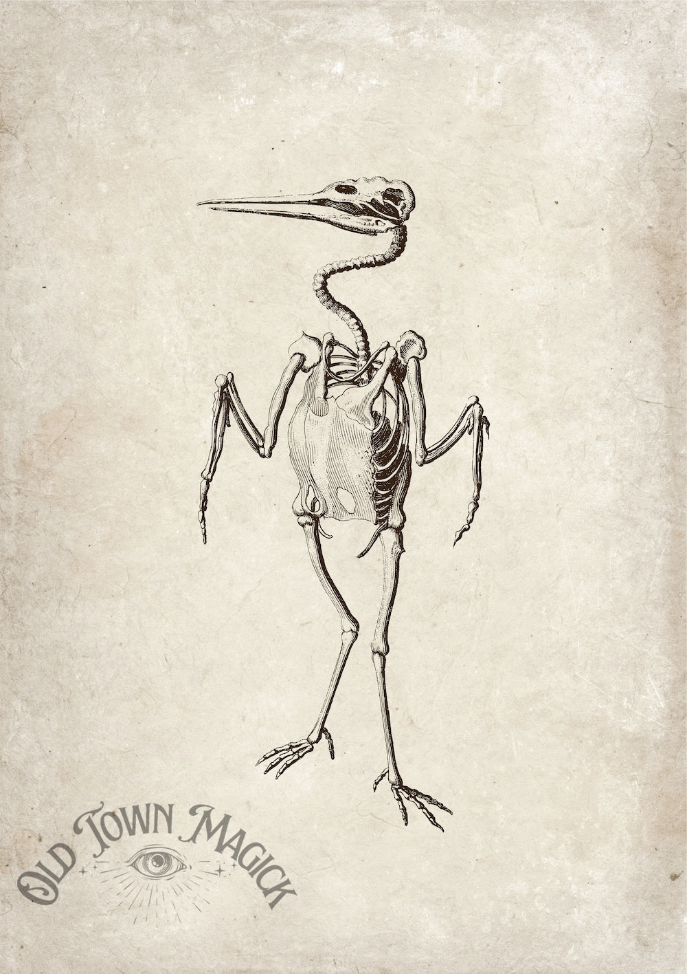 Bird Study Engraving Wall Art Print – Vintage Natural History Bird Art