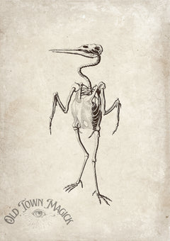 Bird Study Engraving Wall Art Print – Vintage Natural History Bird Art