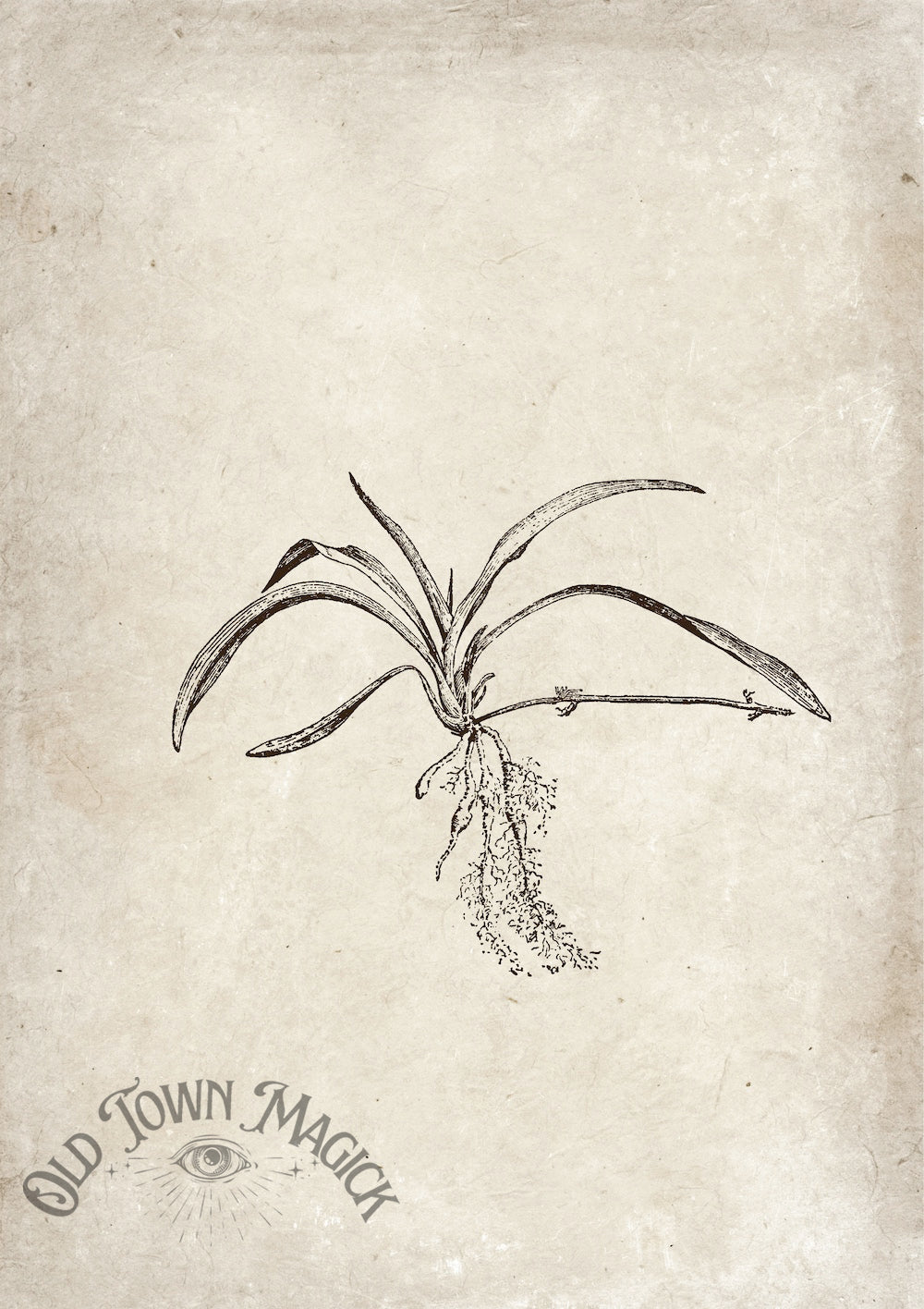 Botanical Roots Sketch Wall Art Print – Vintage Botanical Illustration