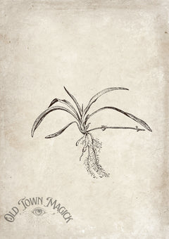 Botanical Roots Sketch Wall Art Print – Vintage Botanical Illustration