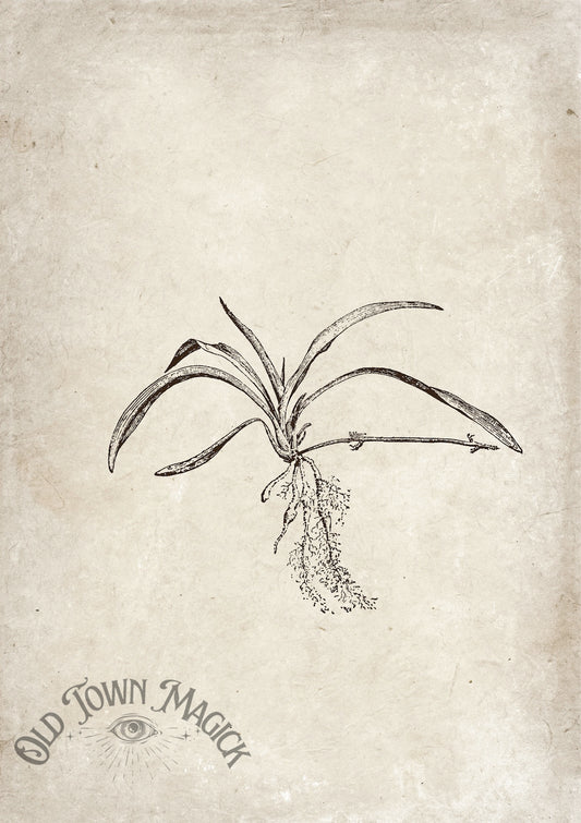 Botanical Roots Sketch Wall Art Print