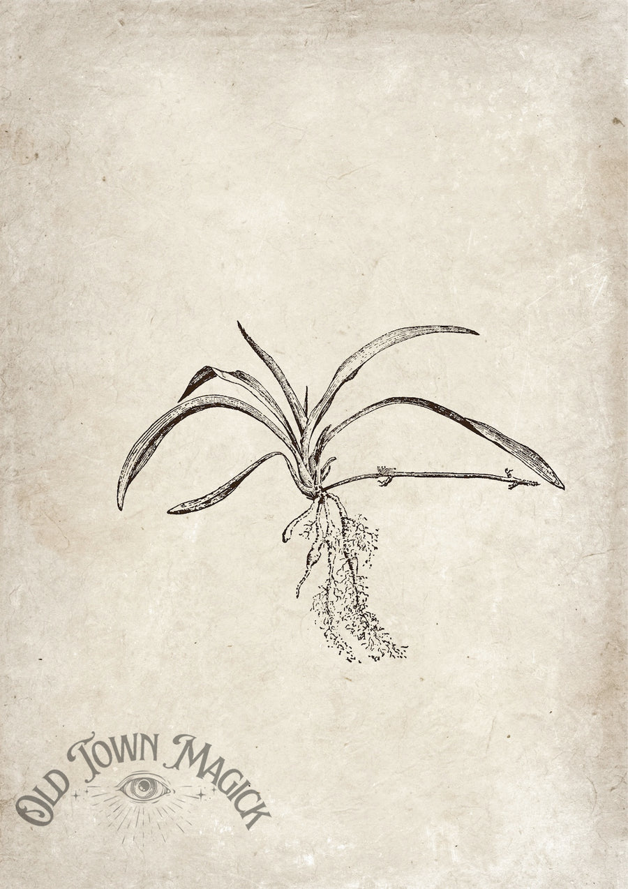 Botanical Roots Sketch Wall Art Print – Vintage Botanical Illustration