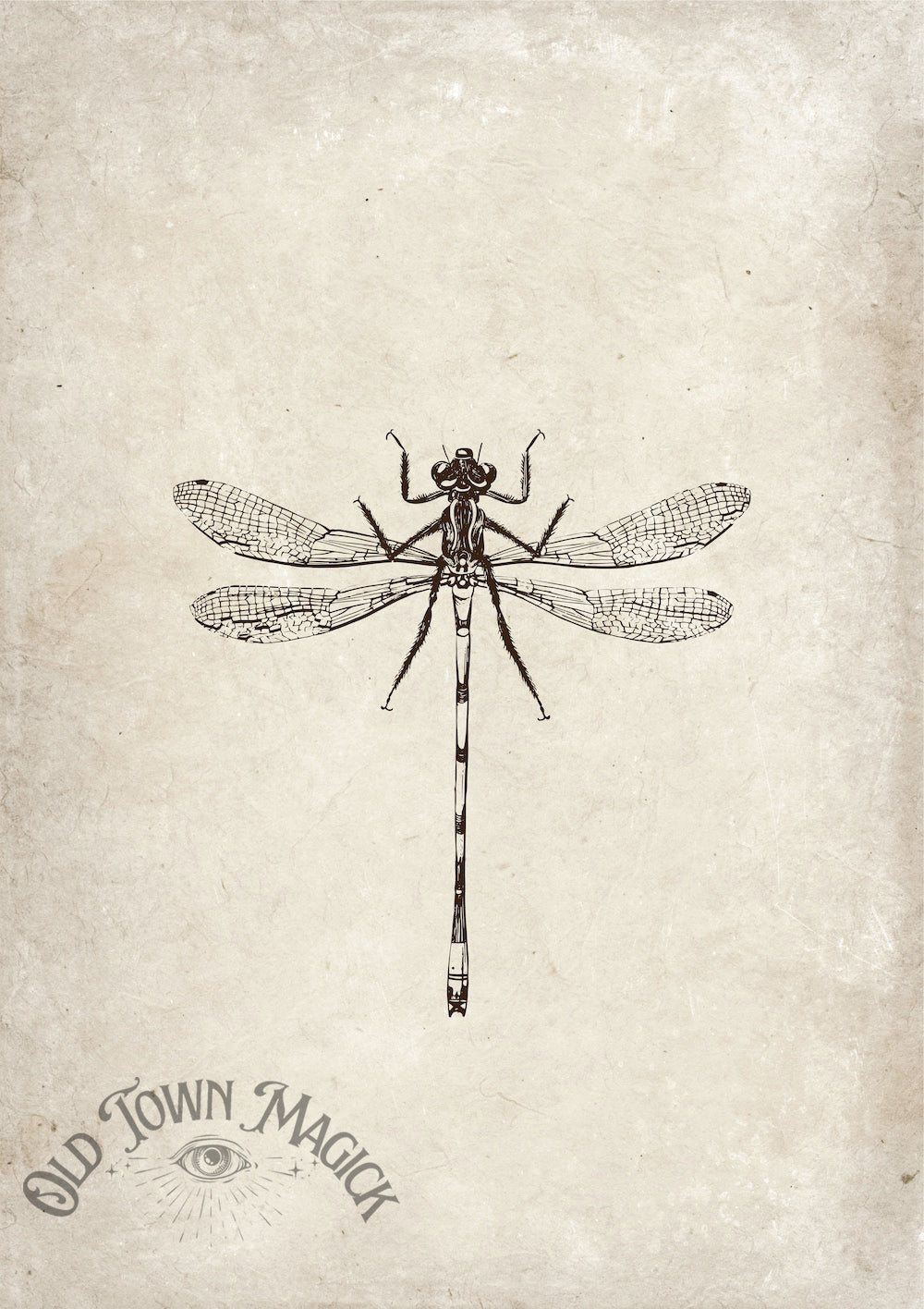 Dragonfly Illustration Wall Art Print – Vintage Natural History Dragonfly Art