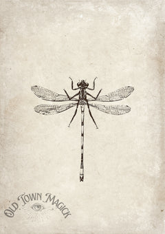 Dragonfly Illustration Wall Art Print – Vintage Natural History Dragonfly Art