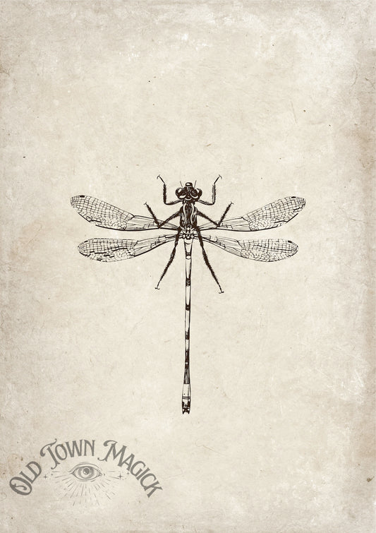 Dragonfly Illustration Wall Art Print