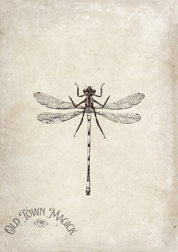 Dragonfly