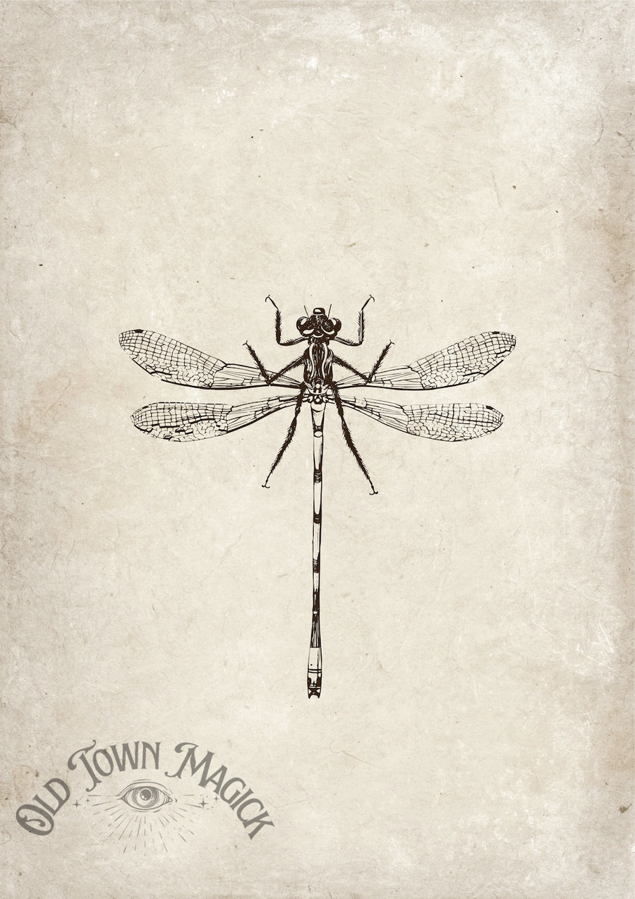 Dragonfly Illustration Wall Art Print – Vintage Natural History Dragonfly Art