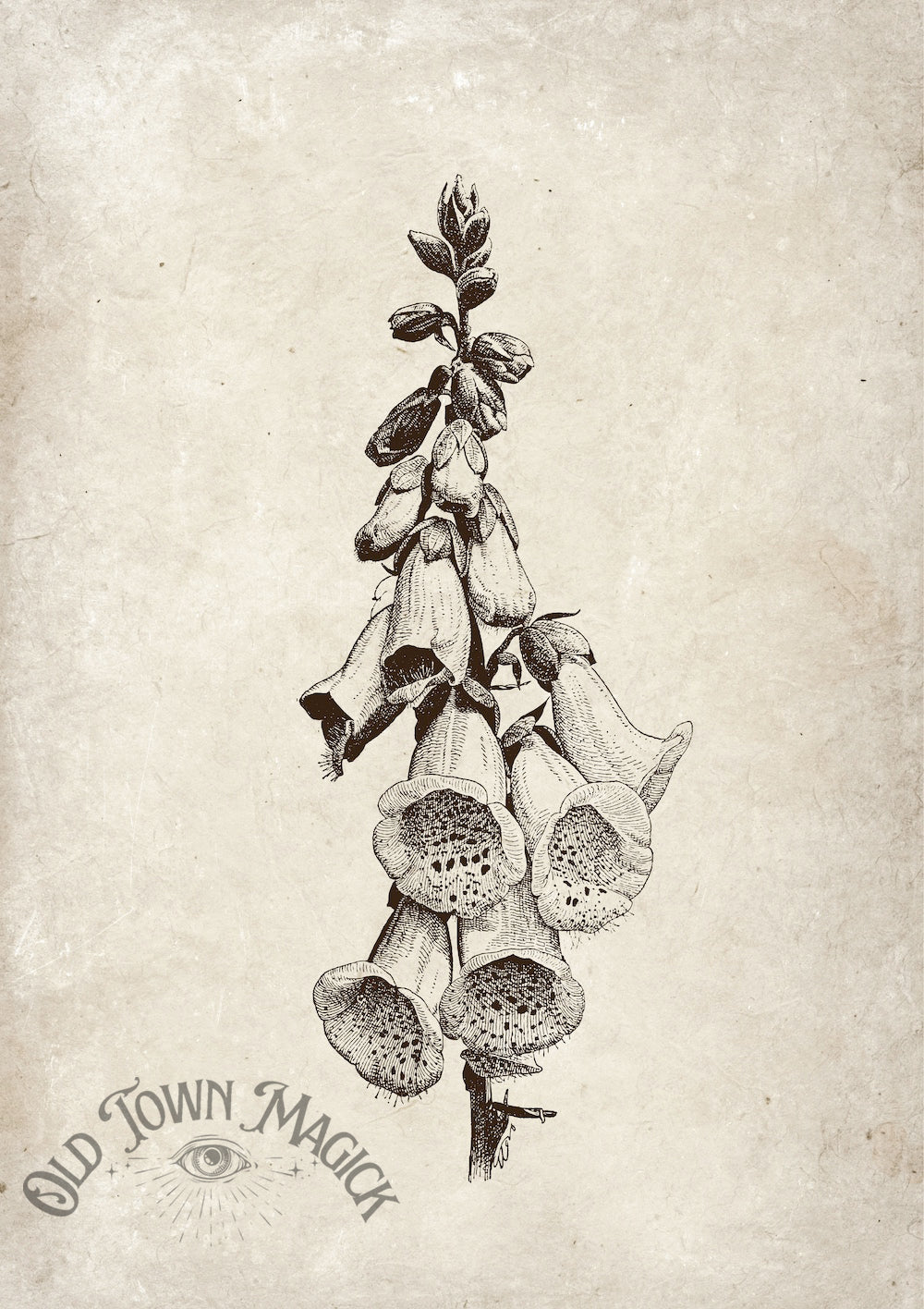 Foxglove Poison Study Wall Art Print – Gothic Botanical Poison Plant Art