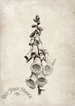 Foxglove Poison Study Wall Art Print – Gothic Botanical Poison Plant Art