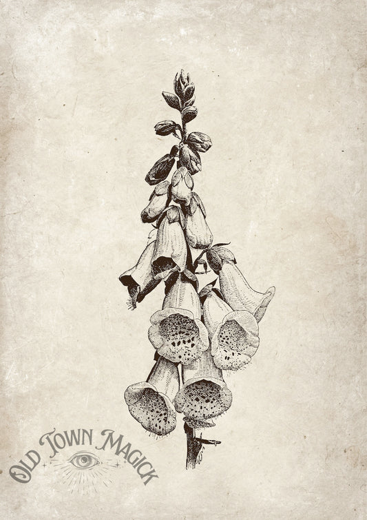 Foxglove Poison Study Wall Art Print