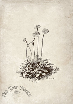 Vintage Garden Weed Sketch Wall Art Print – Botanical Study Illustration
