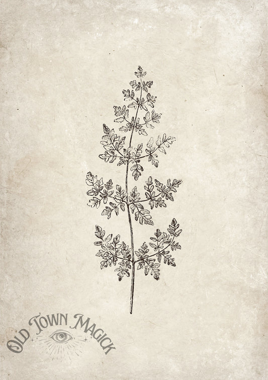 Vintage Leaf Sketch Wall Art Print