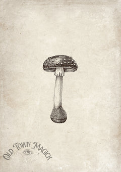 Enchanted Mushrooms Wall Art Print – Dark Academia Mushroom Botanical Art