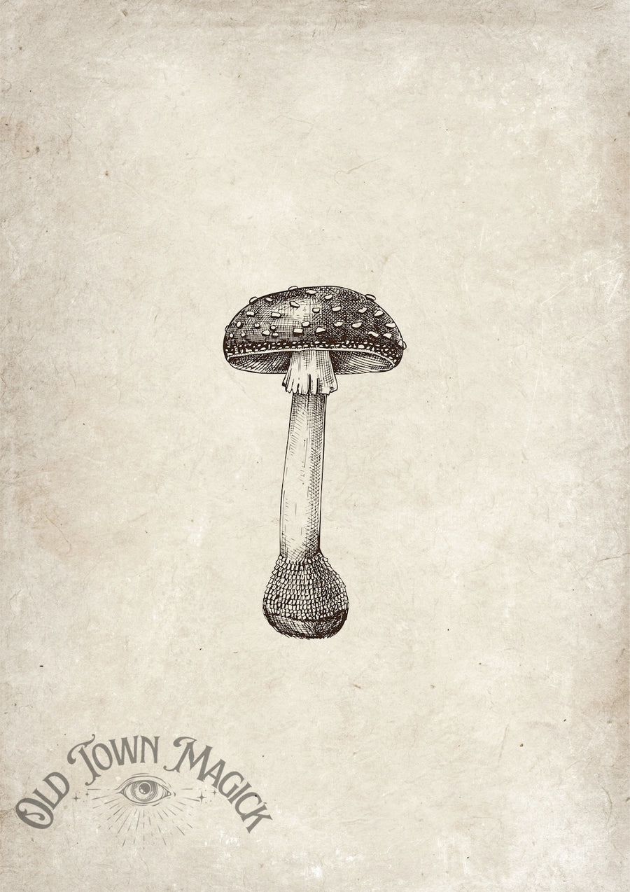 Enchanted Mushrooms Wall Art Print – Dark Academia Mushroom Botanical Art