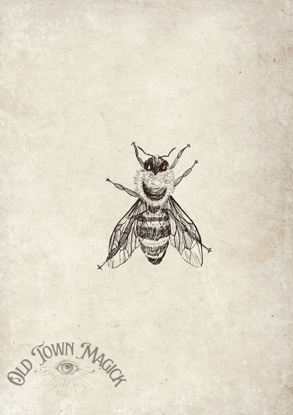 Vintage Bee Sketch Wall Art Print – Natural History Bee Illustration Art