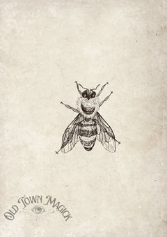 Vintage Bee Sketch Wall Art Print – Natural History Bee Illustration Art