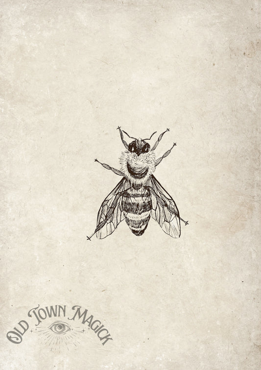 Vintage Bee Sketch Wall Art Print