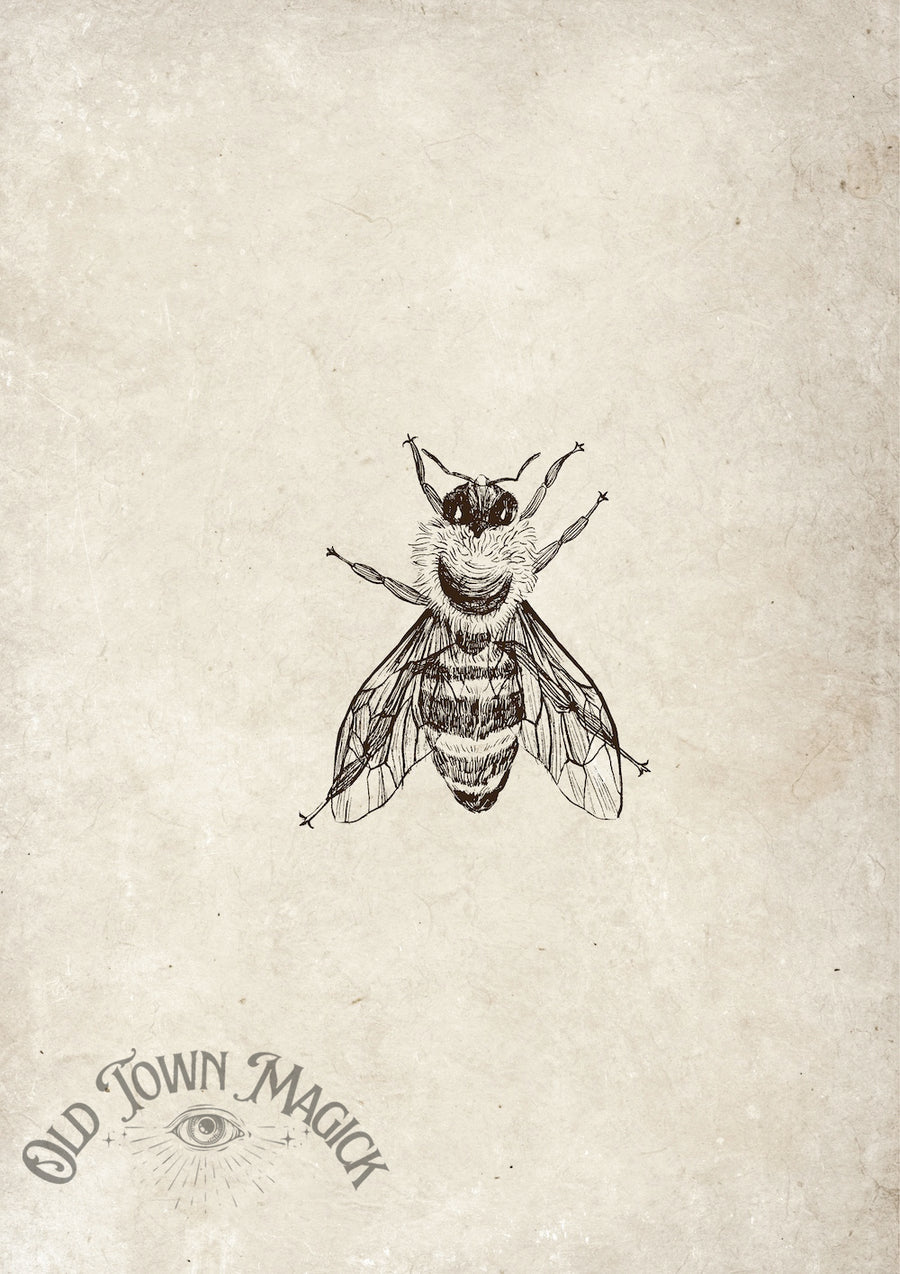 Vintage Bee Sketch Wall Art Print – Natural History Bee Illustration Art