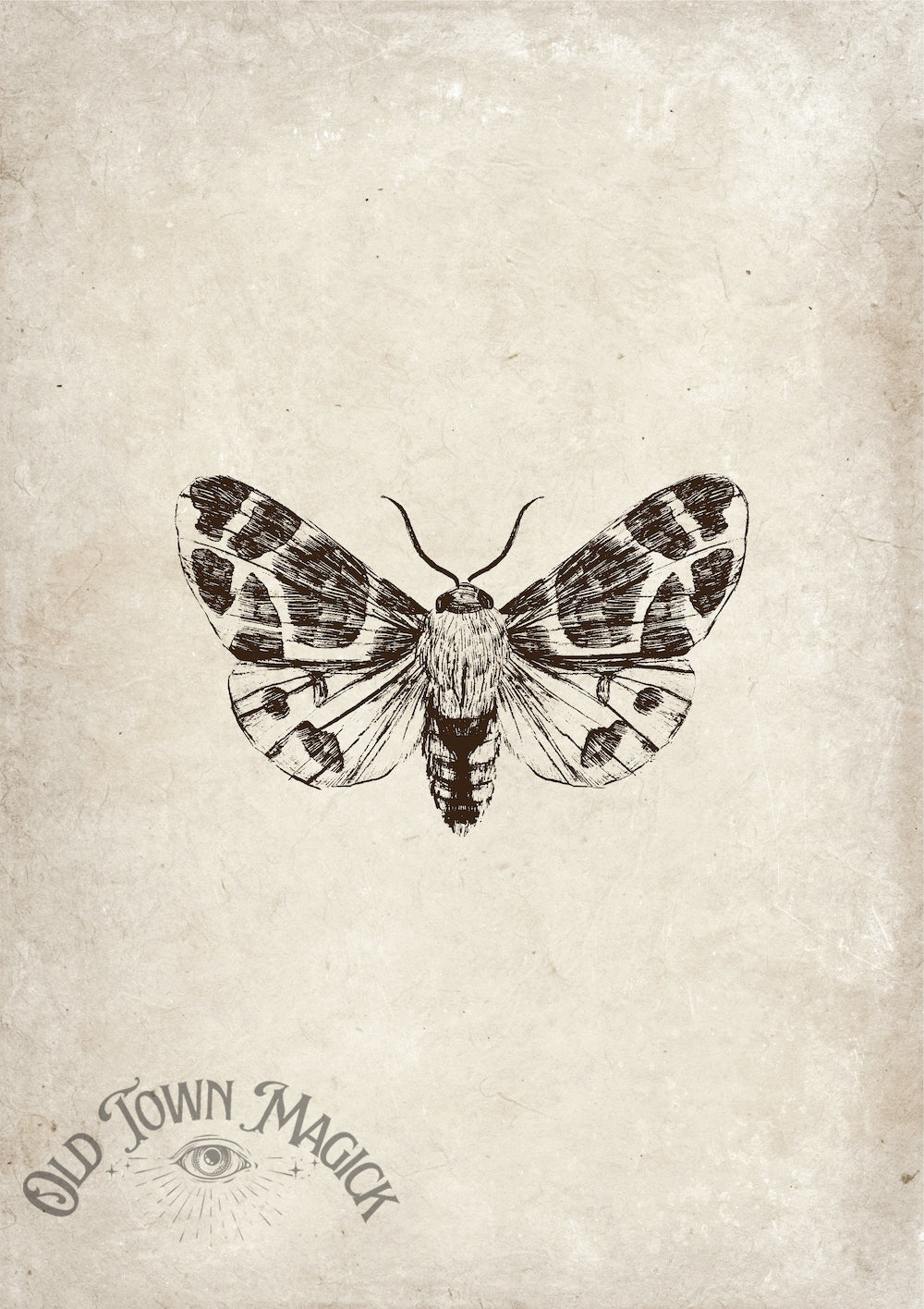 Moth Engraving Wall Art Print – Vintage Natural History Moth Art