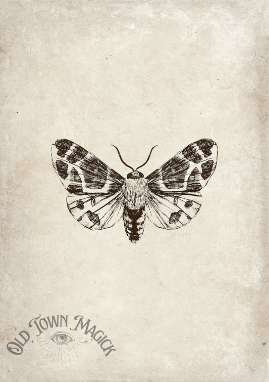 Moth Engraving Wall Art Print
