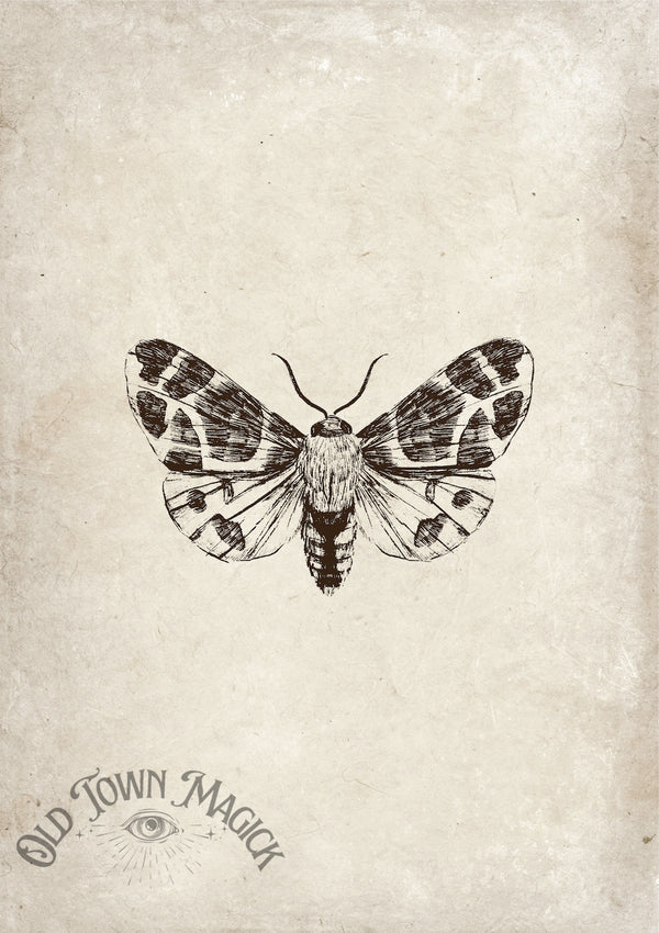 Moth