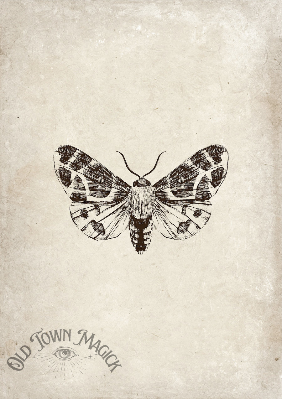 Moth Engraving Wall Art Print – Vintage Natural History Moth Art