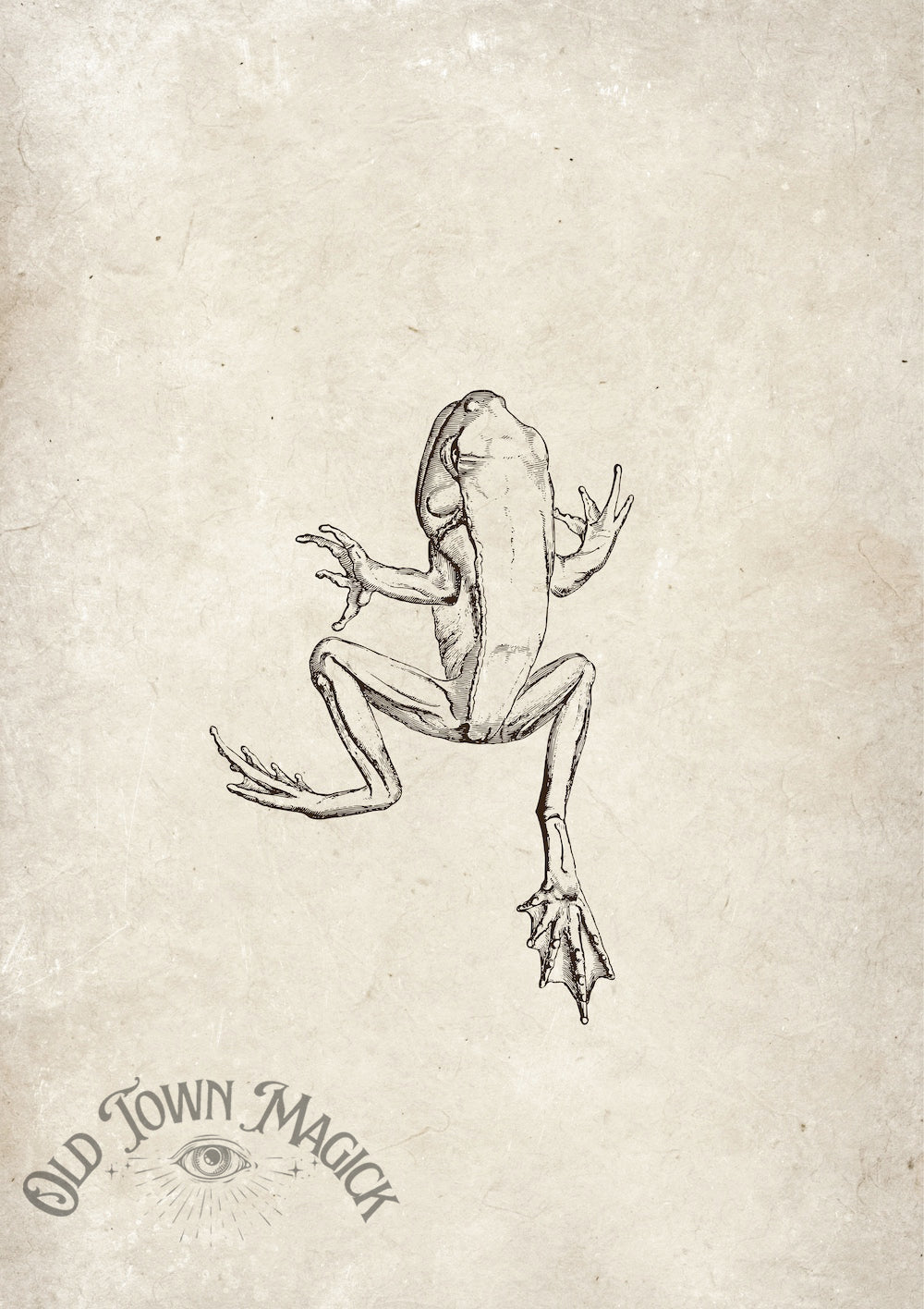 Frog Illustration Wall Art Print – Vintage Natural History Amphibian Art