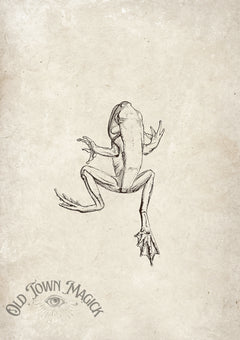 Frog Illustration Wall Art Print – Vintage Natural History Amphibian Art