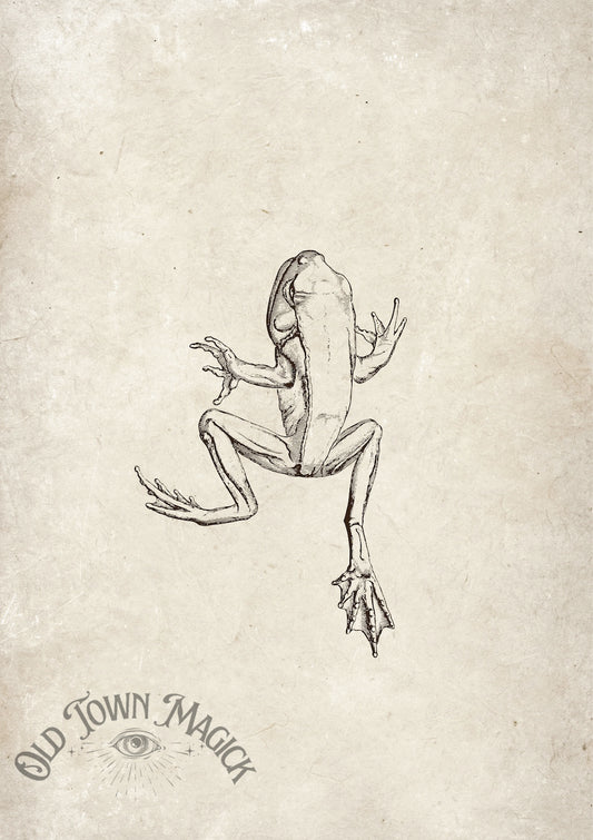 Frog Illustration Wall Art Print