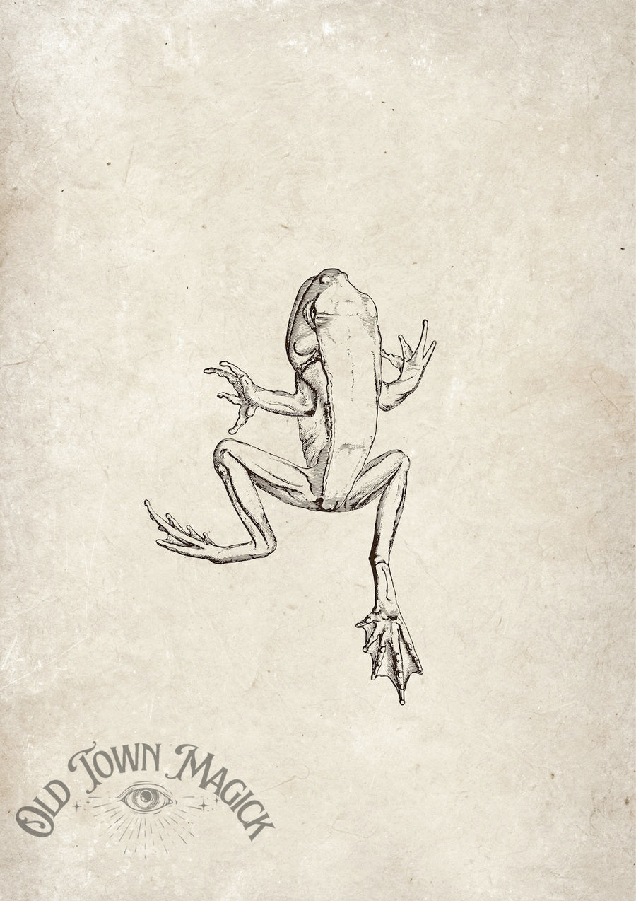 Frog Illustration Wall Art Print – Vintage Natural History Amphibian Art