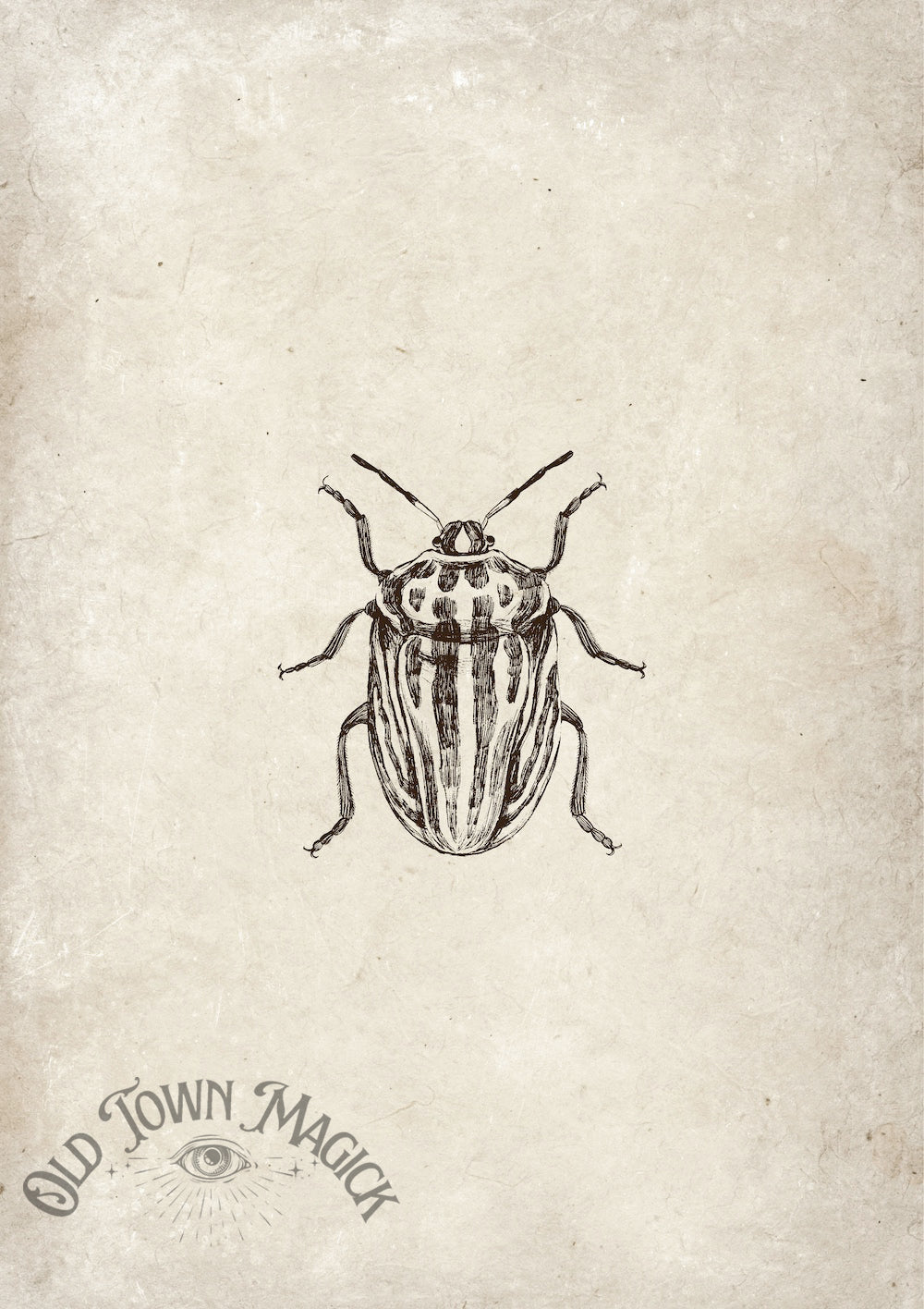 Beetle Specimen Study Wall Art Print – Vintage Natural History Beetle Art