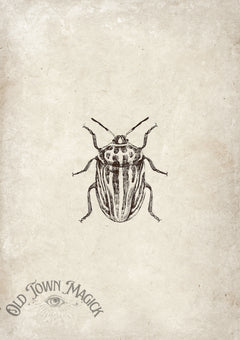 Beetle Specimen Study Wall Art Print – Vintage Natural History Beetle Art