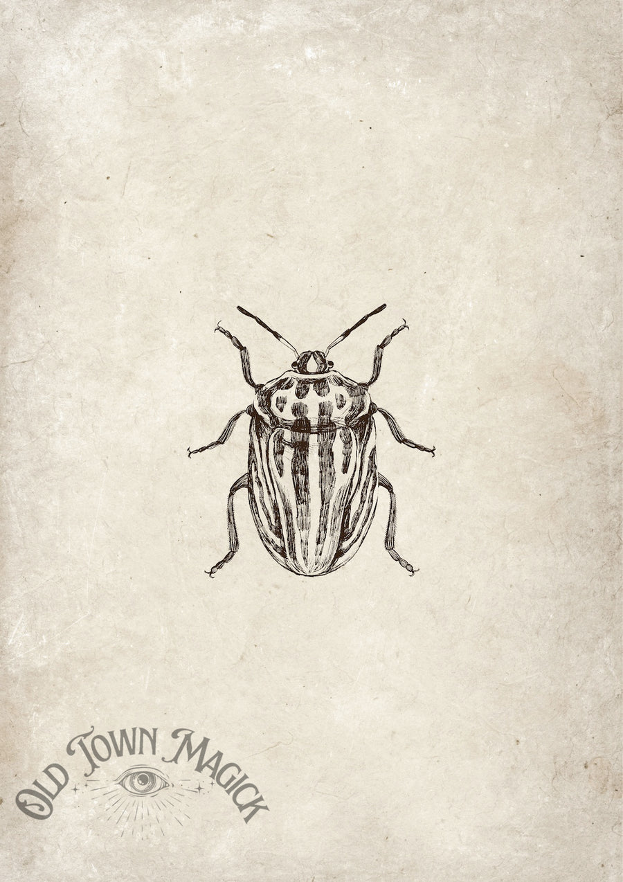 Beetle Specimen Study Wall Art Print – Vintage Natural History Beetle Art