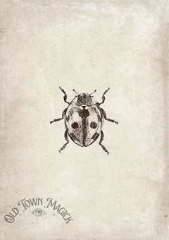 Ladybug Specimen Study Wall Art Print – Vintage Natural History Insect Art