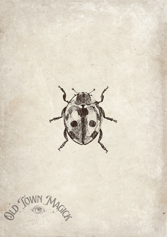 Ladybug Specimen Study Wall Art Print