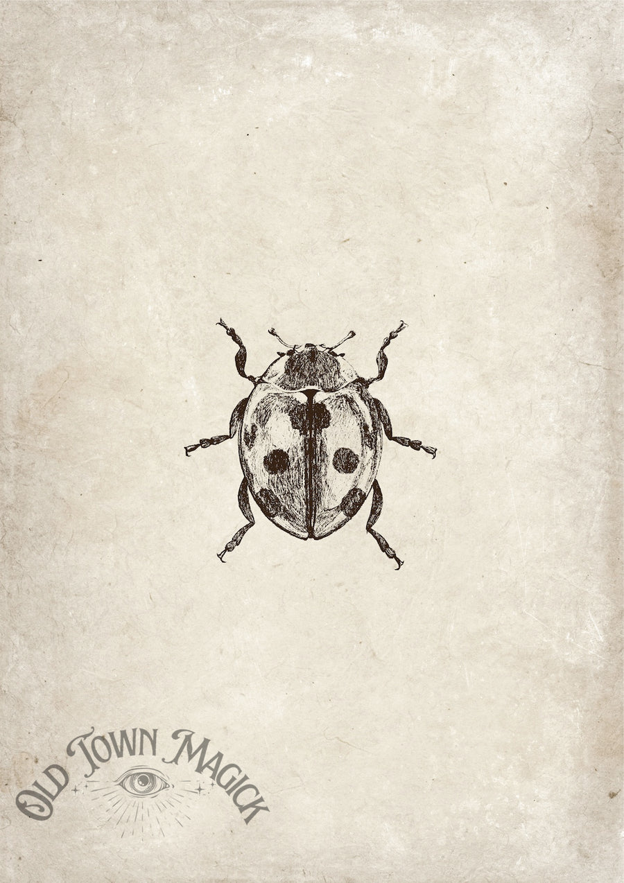 Ladybug Specimen Study Wall Art Print – Vintage Natural History Insect Art