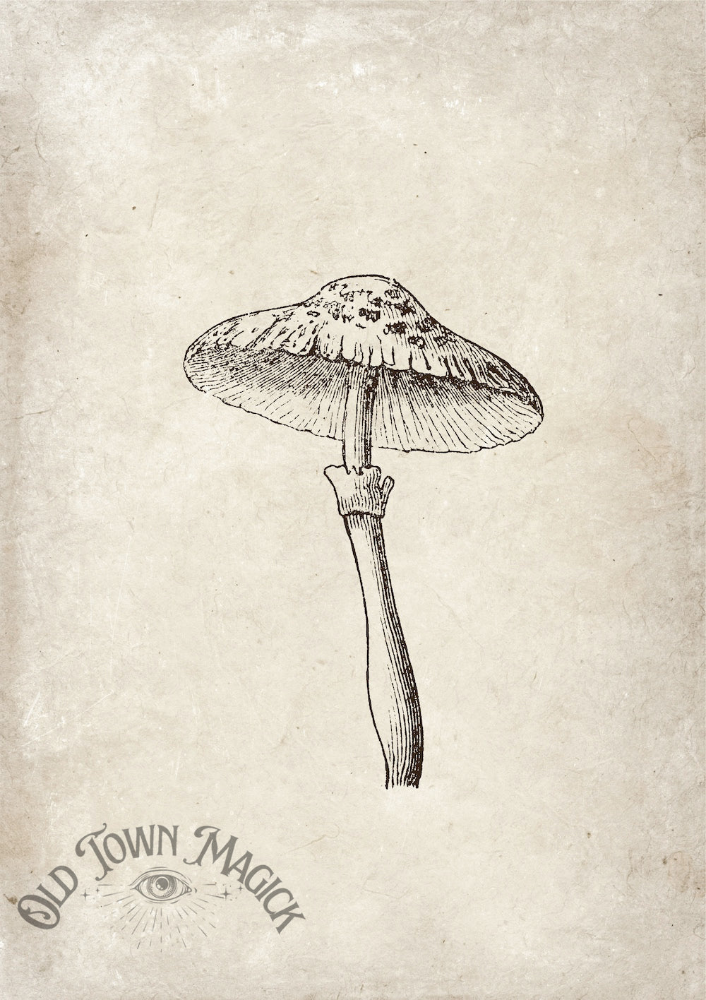 Vintage Mushroom Study Wall Art Print – Natural History Botanical Art