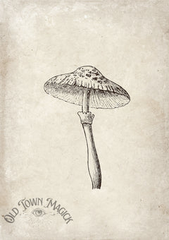 Vintage Mushroom Study Wall Art Print – Natural History Botanical Art