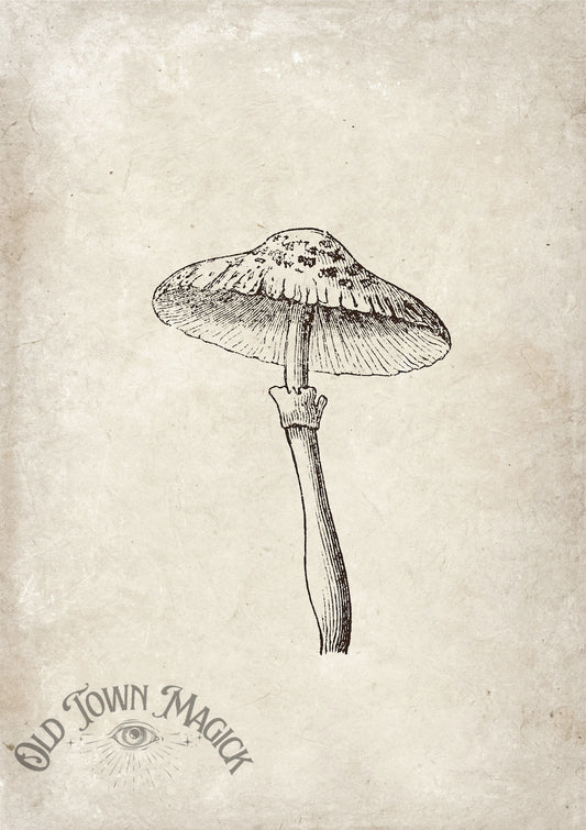 Vintage Mushroom Study Wall Art Print