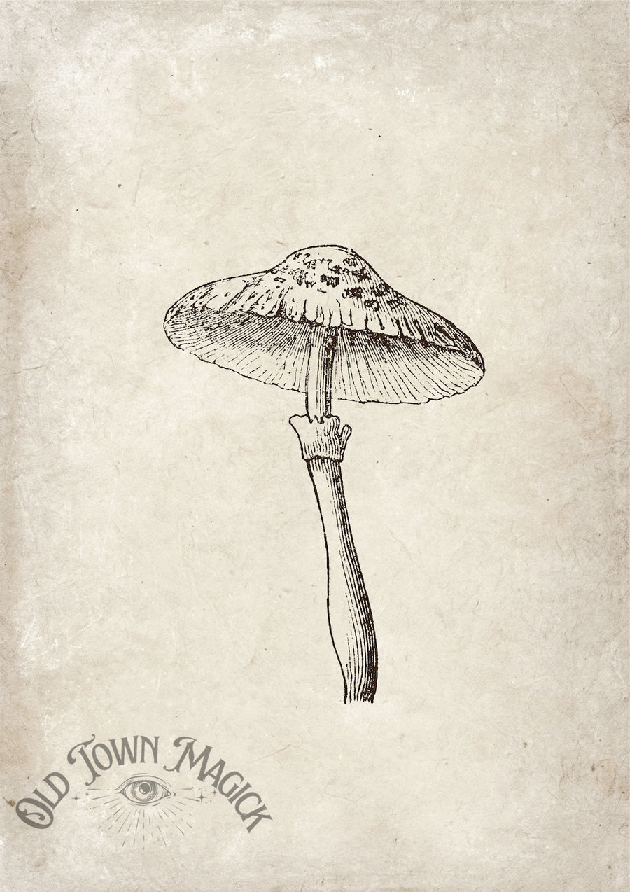 Vintage Mushroom Study Wall Art Print – Natural History Botanical Art
