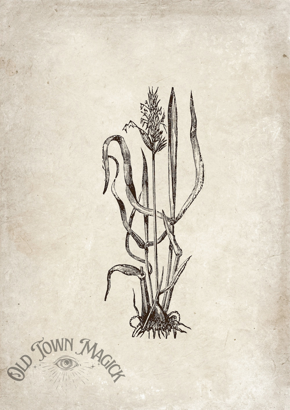 Enchanted Reeds Sketch Wall Art Print – Vintage Botanical Illustration Art