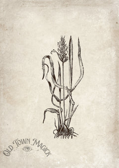 Enchanted Reeds Sketch Wall Art Print – Vintage Botanical Illustration Art