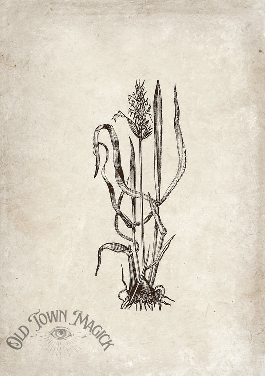 Enchanted Reeds Sketch Wall Art Print