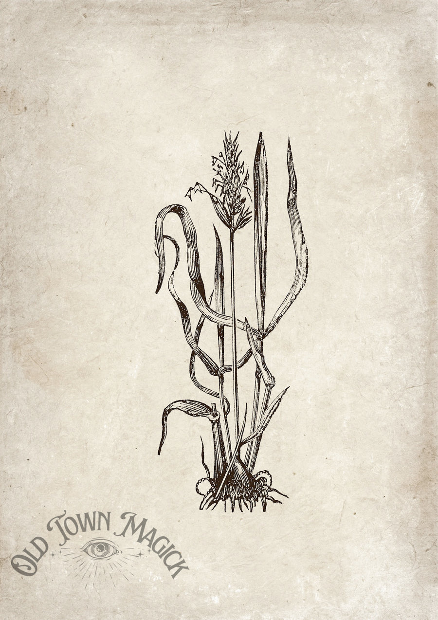 Enchanted Reeds Sketch Wall Art Print – Vintage Botanical Illustration Art