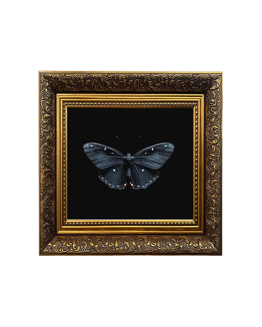 Black Witch Moth (Ascalapha odorata) Specimen Wall Art – Moth Taxidermy Style Print - Old Town Magick